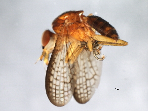  ( - 09BBEDI-1471)  @13 [ ] CreativeCommons - Attribution (2010) CBG Photography Group Centre for Biodiversity Genomics