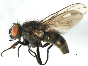  ( - 09BBEDI-1701)  @14 [ ] CreativeCommons - Attribution (2010) CBG Photography Group Centre for Biodiversity Genomics