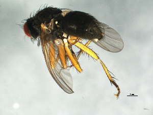  ( - 09BBEDI-1703)  @12 [ ] CreativeCommons - Attribution (2010) CBG Photography Group Centre for Biodiversity Genomics