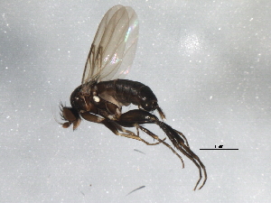  ( - 09BBEDI-1760)  @13 [ ] CreativeCommons - Attribution (2010) CBG Photography Group Centre for Biodiversity Genomics