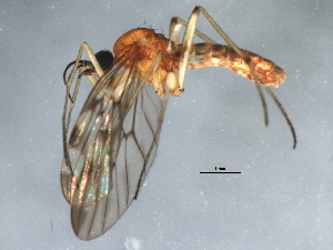  ( - 09BBEDI-1764)  @13 [ ] CreativeCommons - Attribution (2010) CBG Photography Group Centre for Biodiversity Genomics