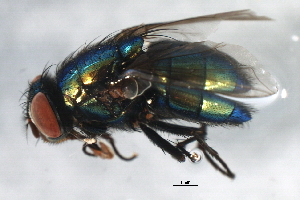  ( - 09BBEDI-1888)  @12 [ ] CreativeCommons - Attribution (2010) CBG Photography Group Centre for Biodiversity Genomics