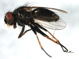  ( - 09BBEDI-1929)  @13 [ ] CreativeCommons - Attribution (2010) CBG Photography Group Centre for Biodiversity Genomics