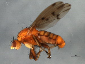  ( - 09BBEDI-1931)  @12 [ ] CreativeCommons - Attribution (2010) CBG Photography Group Centre for Biodiversity Genomics
