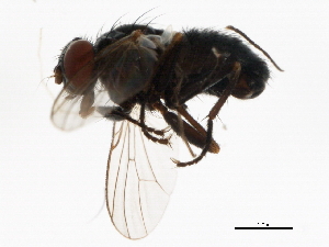  ( - 09BBEDI-1969)  @12 [ ] CreativeCommons - Attribution (2010) CBG Photography Group Centre for Biodiversity Genomics