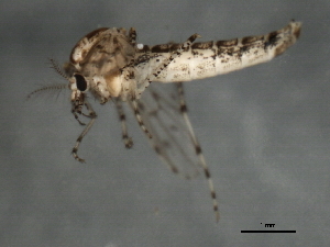  ( - 09BBEDI-2058)  @12 [ ] CreativeCommons - Attribution (2010) CBG Photography Group Centre for Biodiversity Genomics