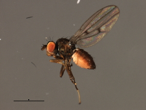  ( - 08BBDIP-2275)  @13 [ ] CreativeCommons - Attribution (2009) CBG Photography Group Centre for Biodiversity Genomics