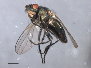  ( - 08BBDIP-2428)  @13 [ ] CreativeCommons - Attribution (2009) CBG Photography Group Centre for Biodiversity Genomics