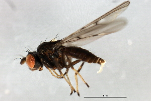  ( - 08BBDIP-2744)  @12 [ ] CreativeCommons - Attribution (2010) CBG Photography Group Centre for Biodiversity Genomics