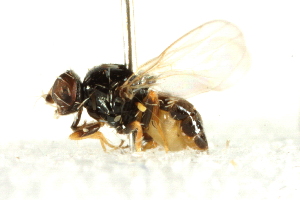  ( - BIOUG01786-C12)  @12 [ ] CreativeCommons - Attribution (2012) CBG Photography Group Centre for Biodiversity Genomics