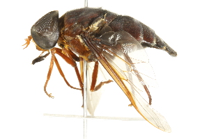  ( - BIOUG01787-D02)  @14 [ ] CreativeCommons - Attribution (2012) CBG Photography Group Centre for Biodiversity Genomics