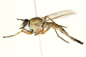  (Proctacanthella leucopogon - BIOUG01805-F10)  @14 [ ] CreativeCommons - Attribution (2012) CBG Photography Group Centre for Biodiversity Genomics