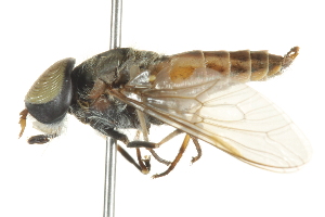  ( - BIOUG01788-C01)  @11 [ ] CreativeCommons - Attribution (2012) CBG Photography Group Centre for Biodiversity Genomics