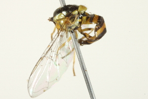  ( - BIOUG01789-B06)  @12 [ ] CreativeCommons - Attribution (2012) CBG Photography Group Centre for Biodiversity Genomics