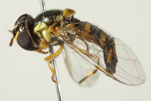  ( - BIOUG01789-B07)  @12 [ ] CreativeCommons - Attribution (2012) CBG Photography Group Centre for Biodiversity Genomics