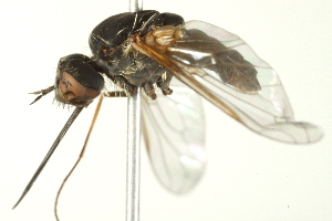  ( - BIOUG01800-B06)  @12 [ ] CreativeCommons - Attribution (2012) CBG Photography Group Centre for Biodiversity Genomics