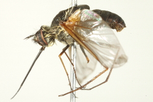  ( - BIOUG01800-B08)  @12 [ ] CreativeCommons - Attribution (2012) CBG Photography Group Centre for Biodiversity Genomics