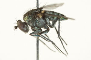  (Tachytrechus angustipennis - BIOUG01817-A11)  @15 [ ] CreativeCommons - Attribution (2012) CBG Photography Group Centre for Biodiversity Genomics