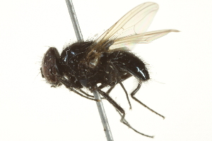  ( - BIOUG01817-F11)  @13 [ ] CreativeCommons - Attribution (2012) CBG Photography Group Centre for Biodiversity Genomics