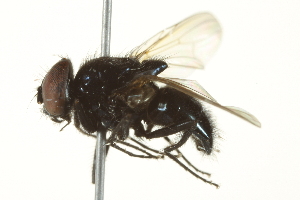  ( - BIOUG01817-G01)  @12 [ ] CreativeCommons - Attribution (2012) CBG Photography Group Centre for Biodiversity Genomics