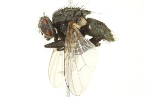  ( - BIOUG01817-H02)  @13 [ ] CreativeCommons - Attribution (2012) CBG Photography Group Centre for Biodiversity Genomics