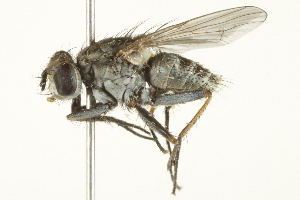  ( - CCDB-12827-G02)  @14 [ ] CreativeCommons - Attribution (2012) CBG Photography Group Centre for Biodiversity Genomics