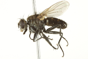  ( - CCDB-12827-H01)  @13 [ ] CreativeCommons - Attribution (2012) CBG Photography Group Centre for Biodiversity Genomics