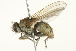  ( - CCDB-12827-H03)  @14 [ ] CreativeCommons - Attribution (2012) CBG Photography Group Centre for Biodiversity Genomics