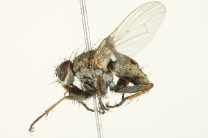  ( - CCDB-12827-H05)  @14 [ ] CreativeCommons - Attribution (2012) CBG Photography Group Centre for Biodiversity Genomics