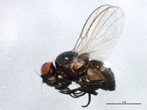  (Melanagromyza virens - BIOUG01835-F12)  @13 [ ] CreativeCommons - Attribution (2012) CBG Photography Group Centre for Biodiversity Genomics