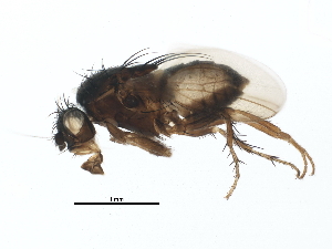  (Rachispoda hoplites - BIOUG02190-H06)  @15 [ ] CreativeCommons - Attribution (2012) CBG Photography Group Centre for Biodiversity Genomics