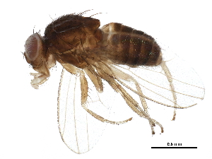  (Drosophila hamatofila - BIOUG02731-E03)  @14 [ ] CreativeCommons - Attribution (2015) CBG Photography Group Centre for Biodiversity Genomics