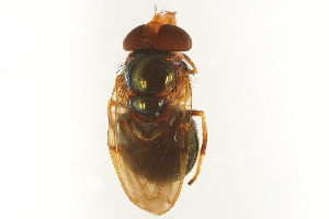  ( - BIOUG02763-A01)  @11 [ ] CreativeCommons - Attribution (2019) CBG Photography Group Centre for Biodiversity Genomics