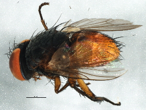  ( - BIOUG02566-H03)  @11 [ ] CreativeCommons - Attribution (2013) CBG Photography Group Centre for Biodiversity Genomics