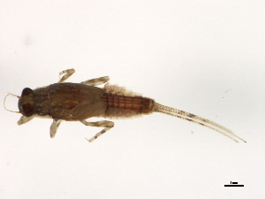  ( - 10BBEPT-0161)  @12 [ ] CreativeCommons - Attribution (2010) CBG Photography Group Centre for Biodiversity Genomics