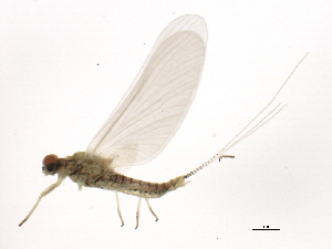  (Ephemerella sp.JMW2 - 10BBEPT-0187)  @13 [ ] CreativeCommons - Attribution (2010) CBG Photography Group Centre for Biodiversity Genomics