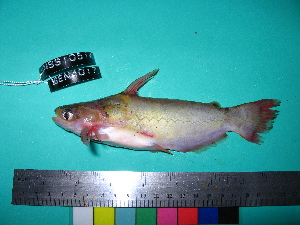  (Auchenipterichthys thoracatus - UMSS 10514)  @15 [ ] Copyright (2011) F.M. Carvajal-Vallejos FAUNAGUA