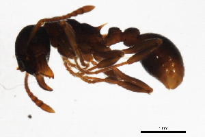  (Myrmica AF-sub - 09BBEFO-0226)  @13 [ ] CreativeCommons - Attribution (2010) CBG Photography Group Centre for Biodiversity Genomics