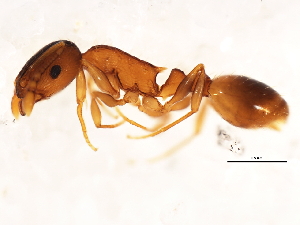  (Temnothorax rugatulus - 10BBUFO-0112)  @14 [ ] CreativeCommons - Attribution (2010) CBG Photography Group Centre for Biodiversity Genomics