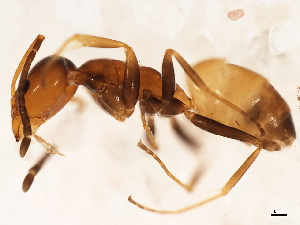  ( - 10BBUFO-0120)  @14 [ ] CreativeCommons - Attribution (2010) CBG Photography Group Centre for Biodiversity Genomics