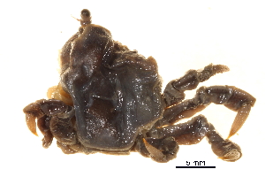  ( - BIOUG14663-B07)  @11 [ ] CreativeCommons - Attribution (2014) CBG Photography Group Centre for Biodiversity Genomics