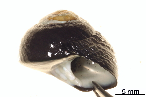  ( - BIOUG14663-F09)  @11 [ ] CreativeCommons - Attribution (2014) CBG Photography Group Centre for Biodiversity Genomics