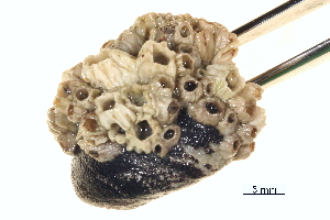  ( - BIOUG14663-F10)  @11 [ ] CreativeCommons - Attribution (2014) CBG Photography Group Centre for Biodiversity Genomics