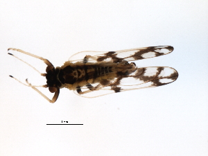  (Craspedolepta schwarzi - 10BBCHEM-1121)  @13 [ ] CreativeCommons - Attribution (2011) CBG Photography Group Centre for Biodiversity Genomics