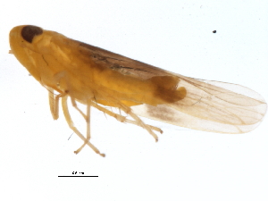  ( - 10BBCHEM-1137)  @13 [ ] CreativeCommons - Attribution (2011) CBG Photography Group Centre for Biodiversity Genomics
