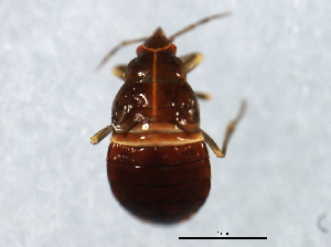  (Anthocoris tomentosus - 10BBCHEM-0174)  @14 [ ] CreativeCommons - Attribution (2010) CBG Photography Group Centre for Biodiversity Genomics