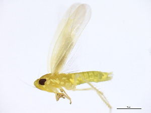  ( - 10BBCHEM-0319)  @12 [ ] CreativeCommons - Attribution (2010) CBG Photography Group Centre for Biodiversity Genomics