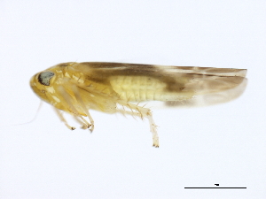  ( - 10BBCHEM-0320)  @12 [ ] CreativeCommons - Attribution (2010) CBG Photography Group Centre for Biodiversity Genomics