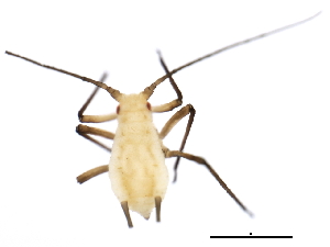  (Macrosiphoniella ludovicianae - 10BBCHEM-0344)  @12 [ ] CreativeCommons - Attribution (2010) CBG Photography Group Centre for Biodiversity Genomics