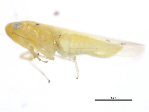  ( - 10BBCHEM-0404)  @12 [ ] CreativeCommons - Attribution (2010) CBG Photography Group Centre for Biodiversity Genomics
